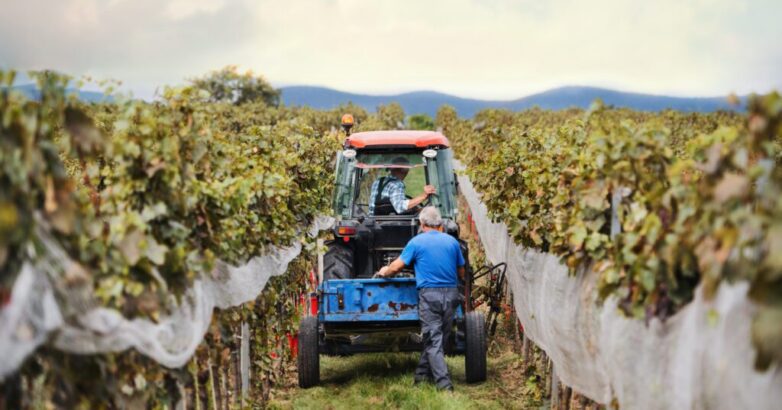 Rear view of tractor with farmers in vineyard, grape harvest concept.